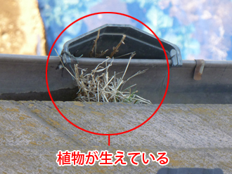 千葉県　習志野市　屋根塗装　外壁塗装　屋根点検　雨樋に植物が生えている